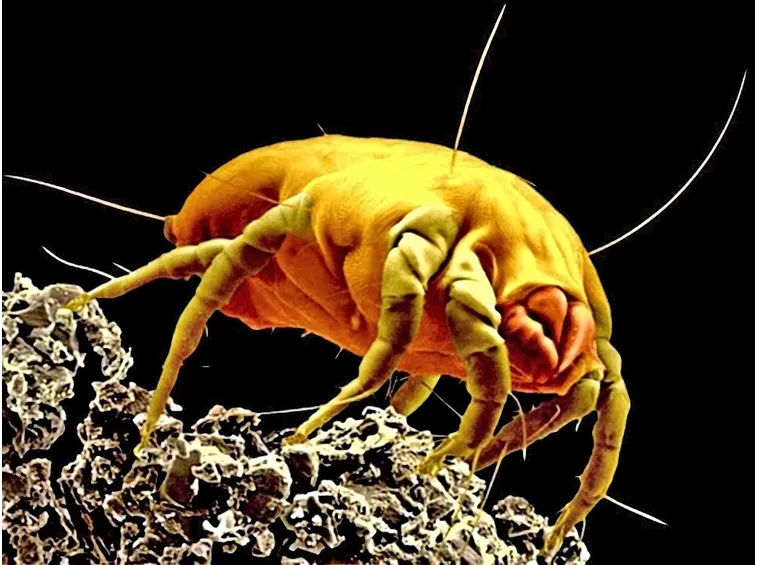 Acaro dermatophagoides farinae