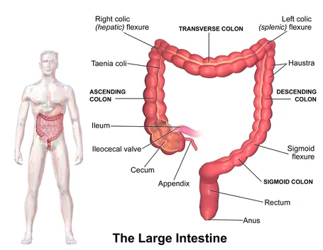 Anatomia del colon