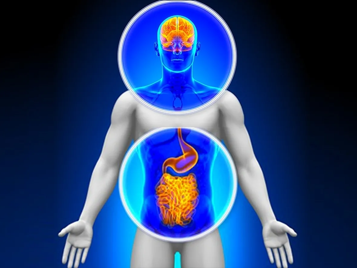 Cervello ed intestino sono collegati