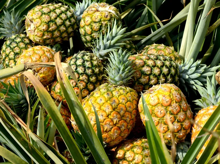 ananas