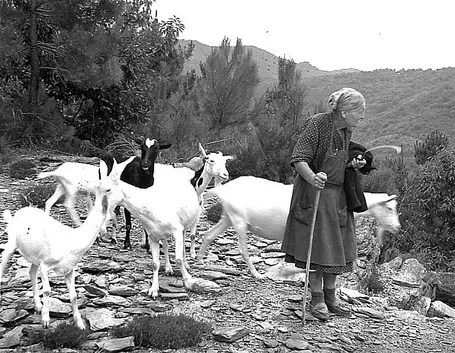 Da sempre le capre hanno caratterizzato le zone montane