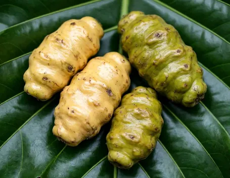 Pianta del Noni