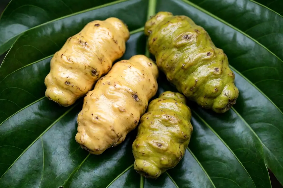 Pianta del Noni