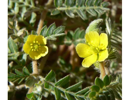Tribulus terrestris fiorito