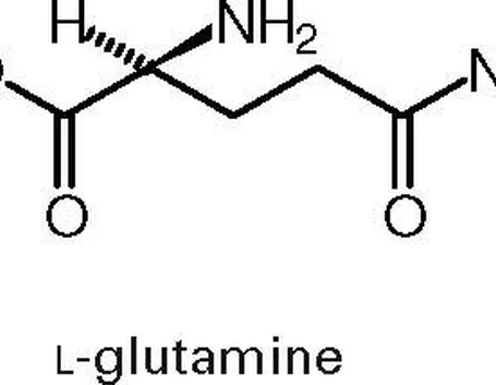 glutammina 
