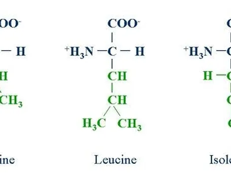 catene aminoacidi bcaa