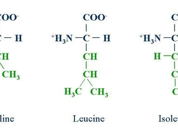 catene aminoacidi bcaa