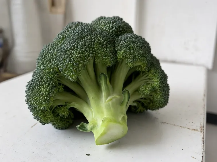 broccoletti 