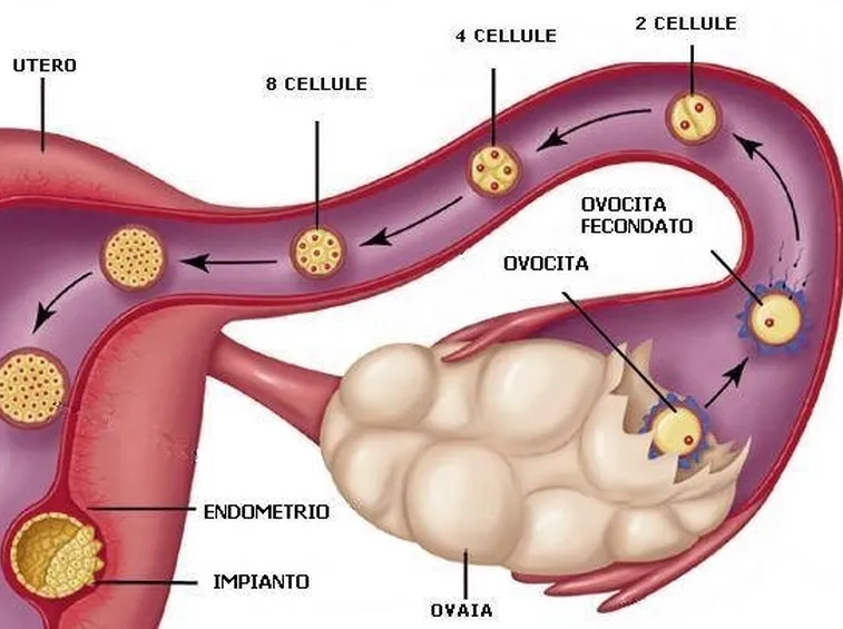 Ovulazione