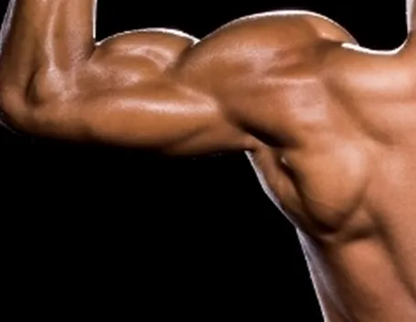 muscoli spalla