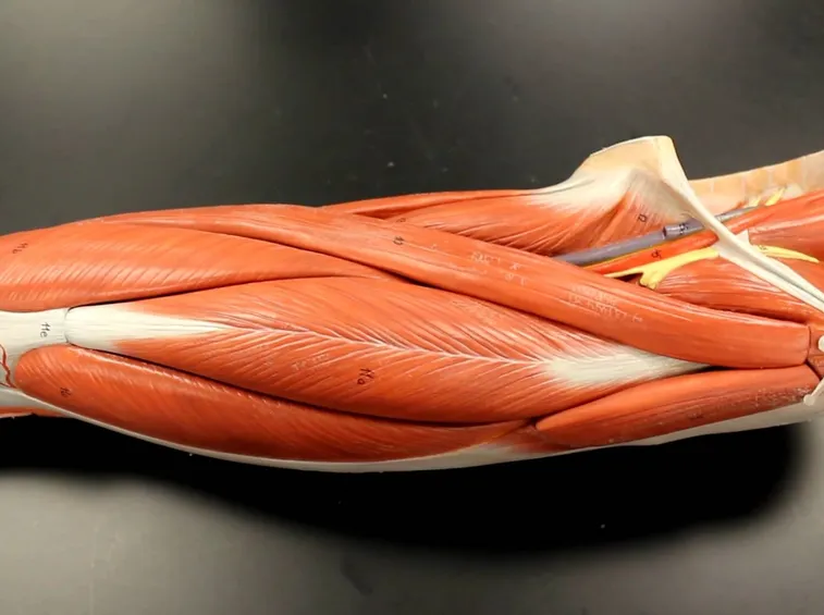 quadricipite
