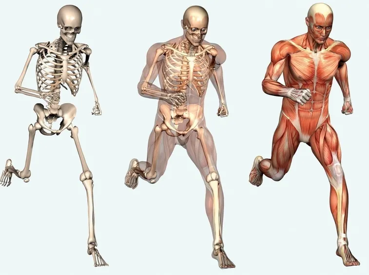 muscoli