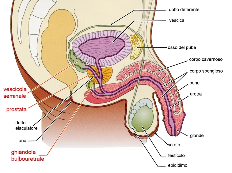anatomia maschile