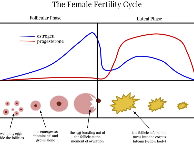 Il ciclo della fertilità femminile