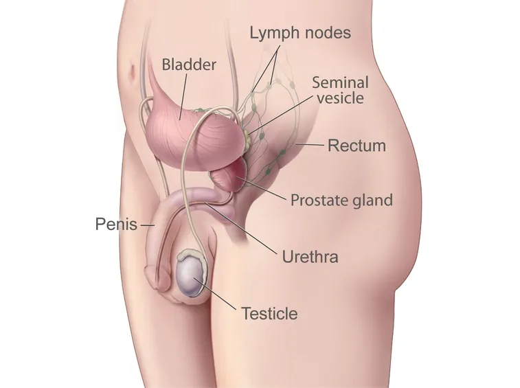 Posizione ghiandola prostatica