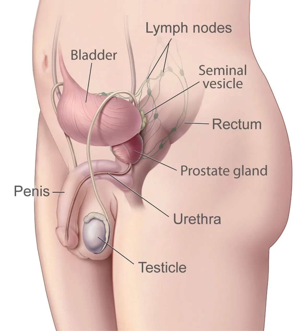 Posizione ghiandola prostatica