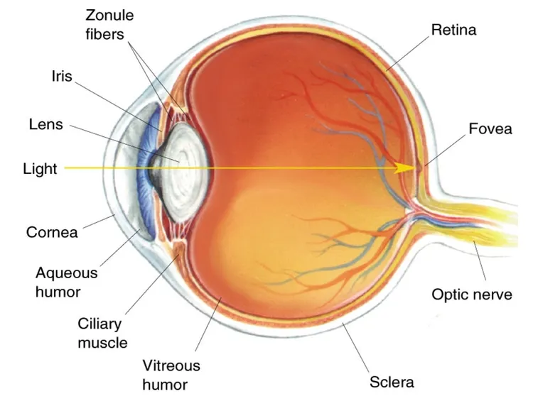 Cristallino anatomia occhio