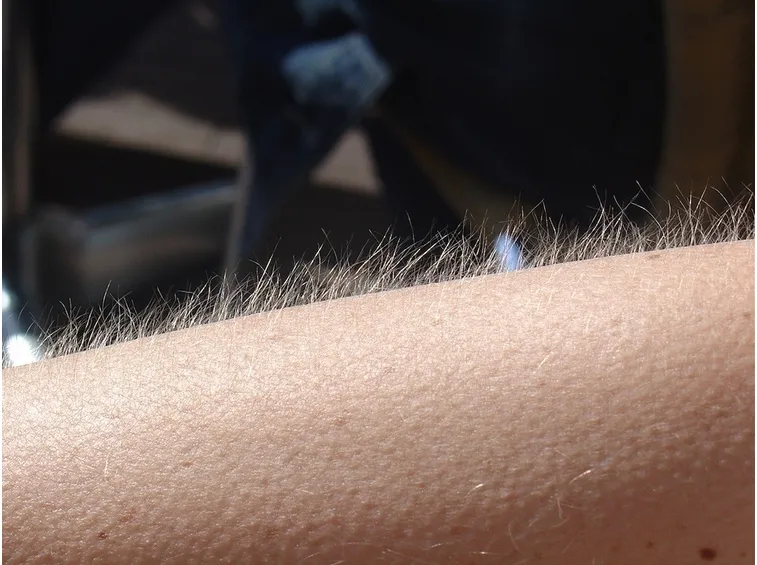 pelle d'oca