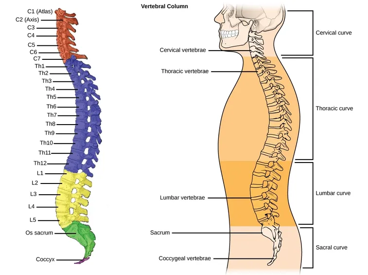 La struttura della colonna vertebrale