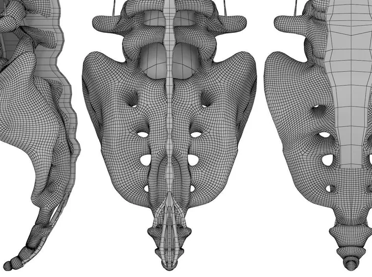 Le vertebre sacrali e coccigee