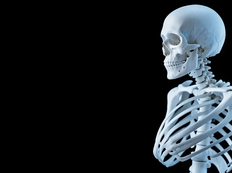 struttura delle vertebre cervicali