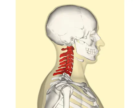 Colonna vertebrale cervicale