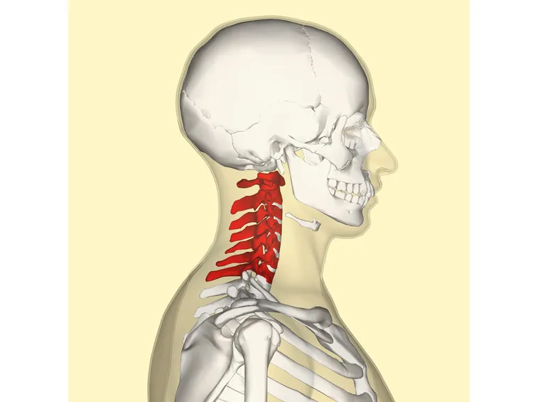 Colonna vertebrale cervicale