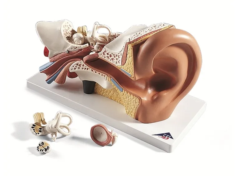 Modello anatomico dell'orecchio