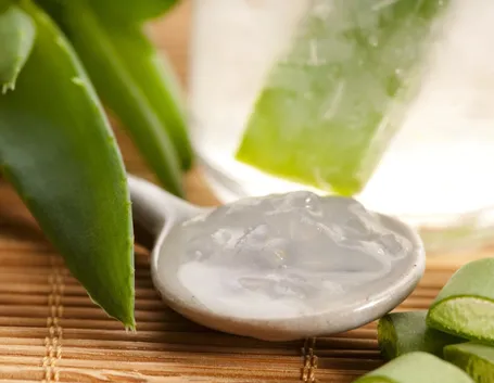 aloe pianta