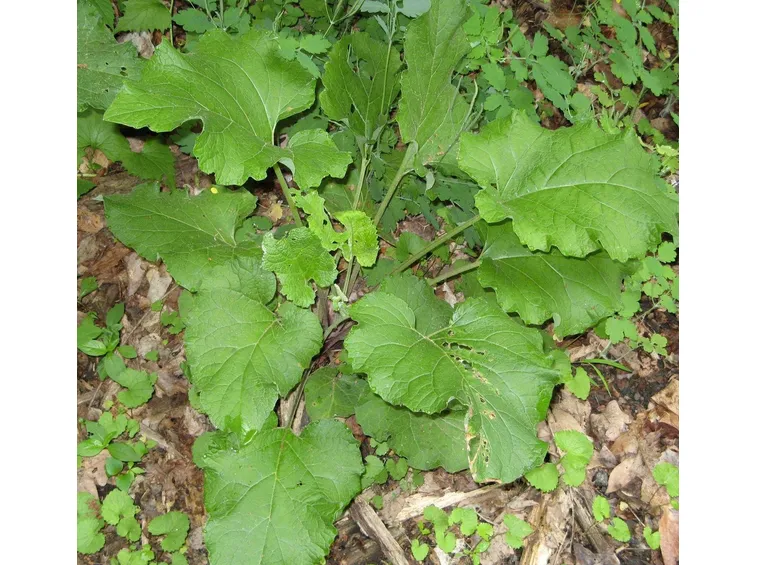 foglie della bardana 