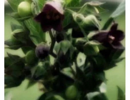 omeopatia