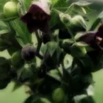 omeopatia