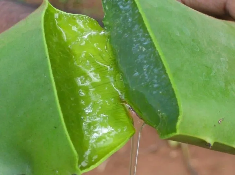 gel aloe 