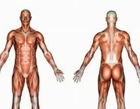 corpo umano