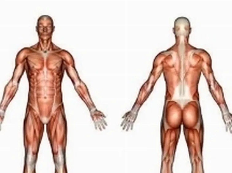 corpo umano