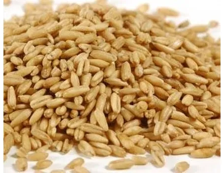 chicchi di avena