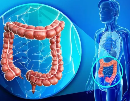 Posizione e struttura del colon