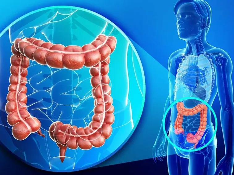 Posizione e struttura del colon