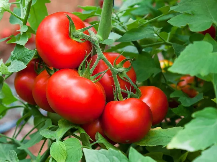 pomodori