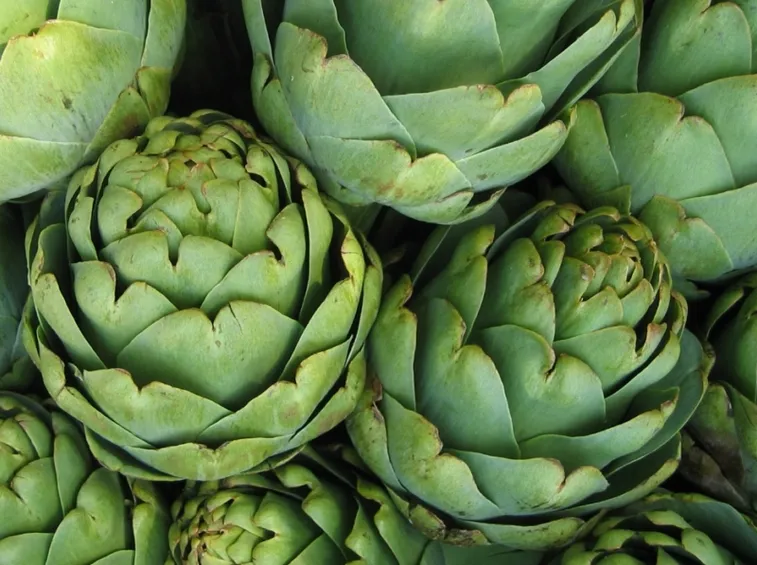 carciofi