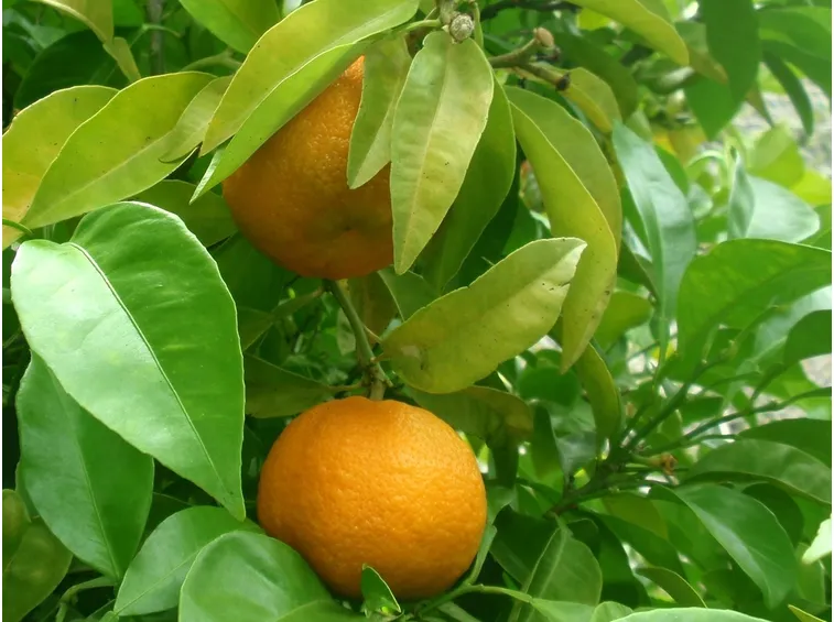 Frutti di citrus aurantium