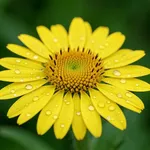 Fiore arnica montana