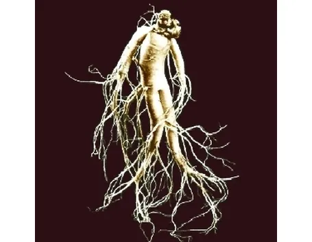 radice di ginseng