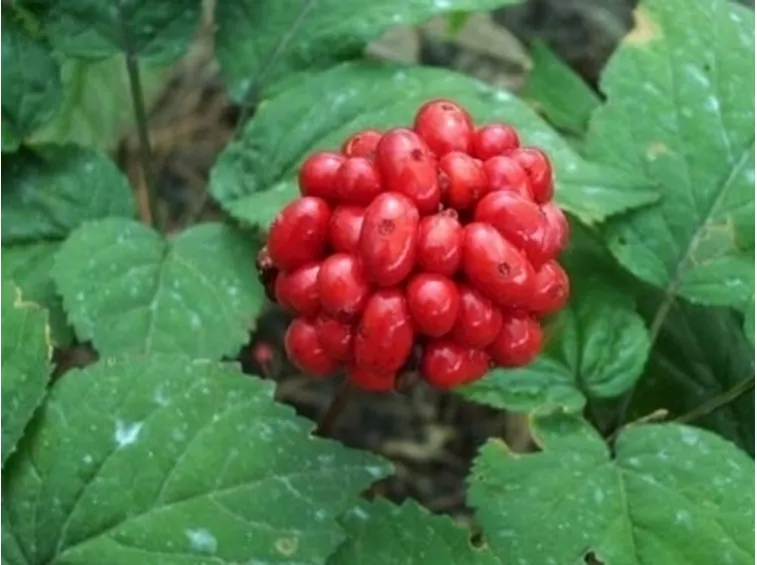 frutto del ginseng