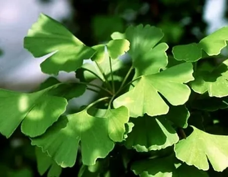 cure naturali