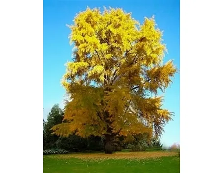 ginkgo biloba