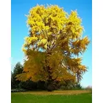 ginkgo biloba