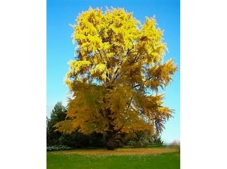 ginkgo biloba
