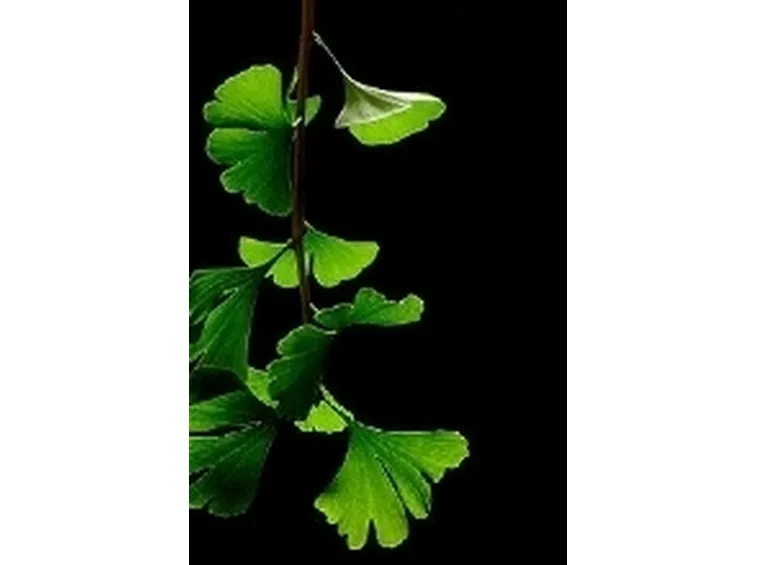 foglia di ginkgo
