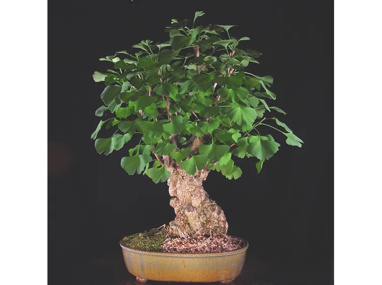 bonsai di ginkgo biloba